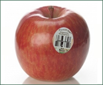 青橄欖有機蘋果保證絕無農藥殘留，採自然農法耕種保證讓您吃到最天然的健康水果。